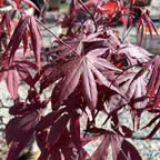 Close-up of dark red leaves of Emperor One Japanese Maple