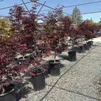 Row of potted Emperor One Japanese Maple with red foliage in a nursery setting