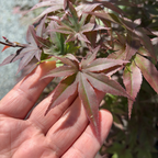 Hand holding an Emperor One Japanese Maple leaf with pinkish-red edges and green center
