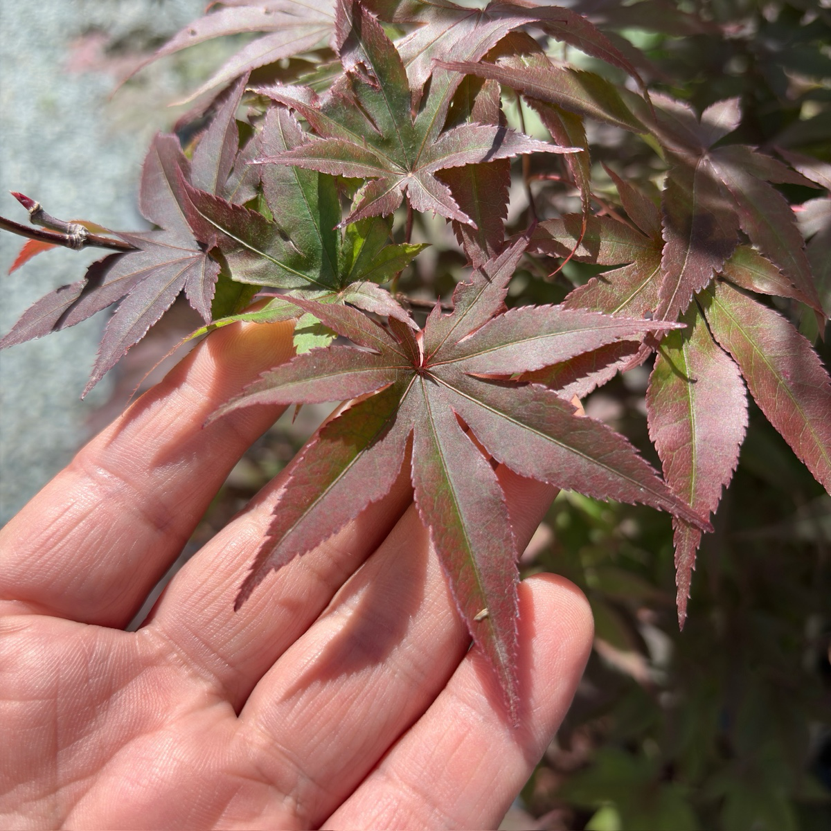 Hand holding an Emperor One Japanese Maple leaf with pinkish-red edges and green center
