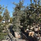 Engelmann Oak