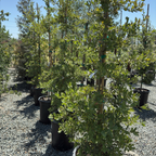 Engelmann Oak