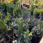 English Boxwood