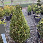 English Boxwood
