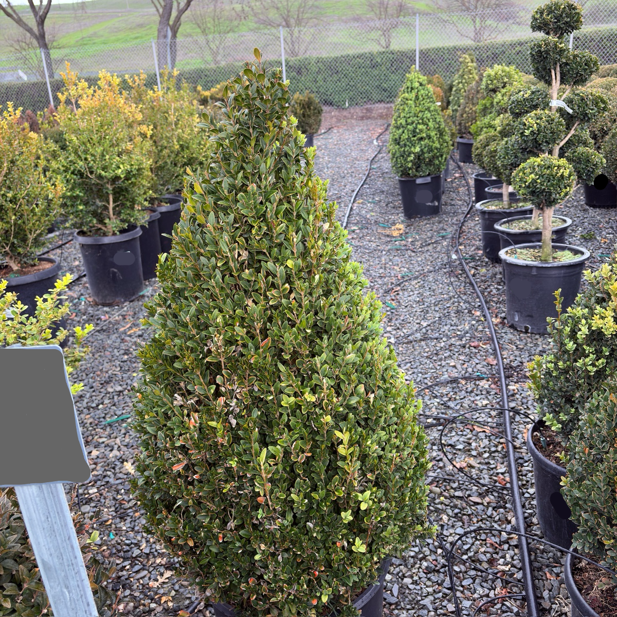 English Boxwood