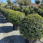English Boxwood