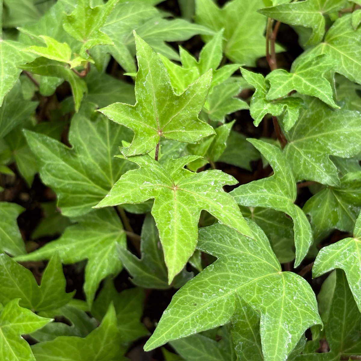 Close-up of English Ivy leaves
