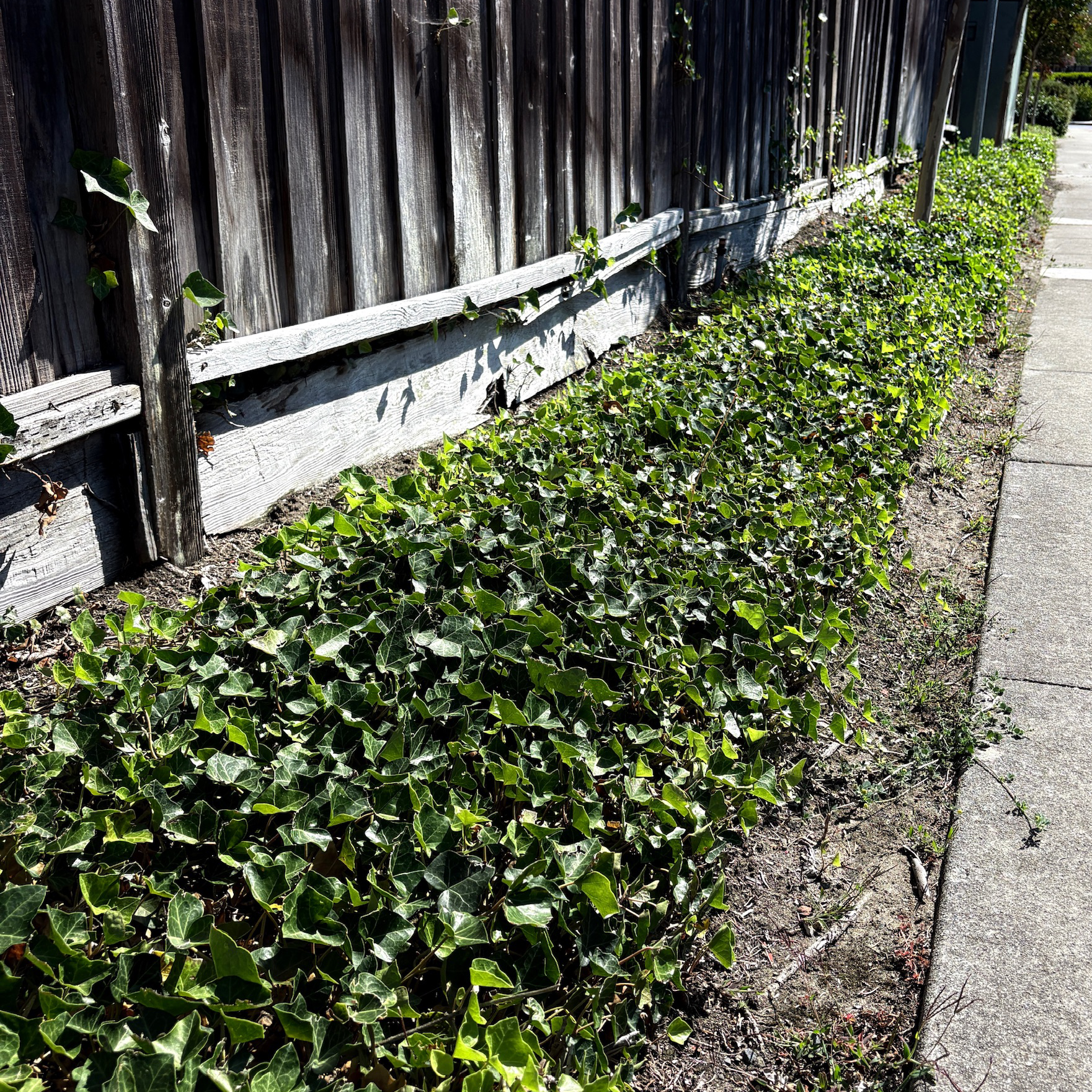 English_Ivy