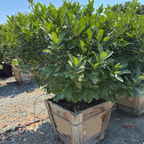 English Laurel