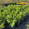 English_Laurel