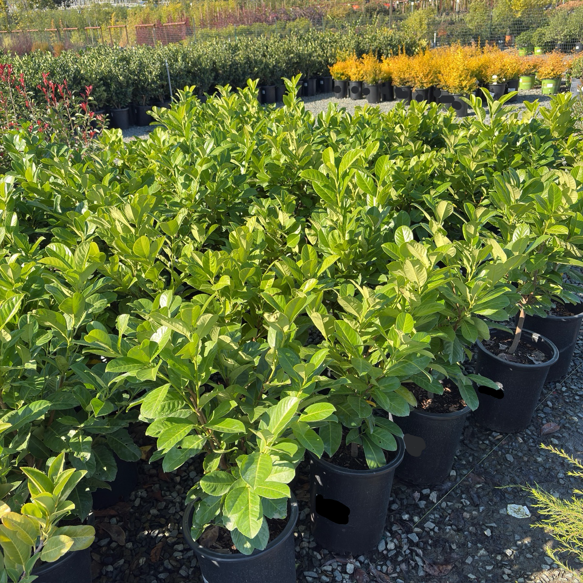 English_Laurel
