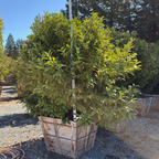 English_Laurel