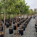 English Laurel
