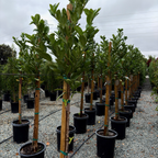 English Laurel