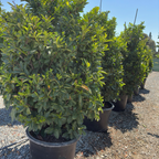 English_Laurel