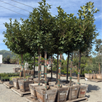 English_Laurel