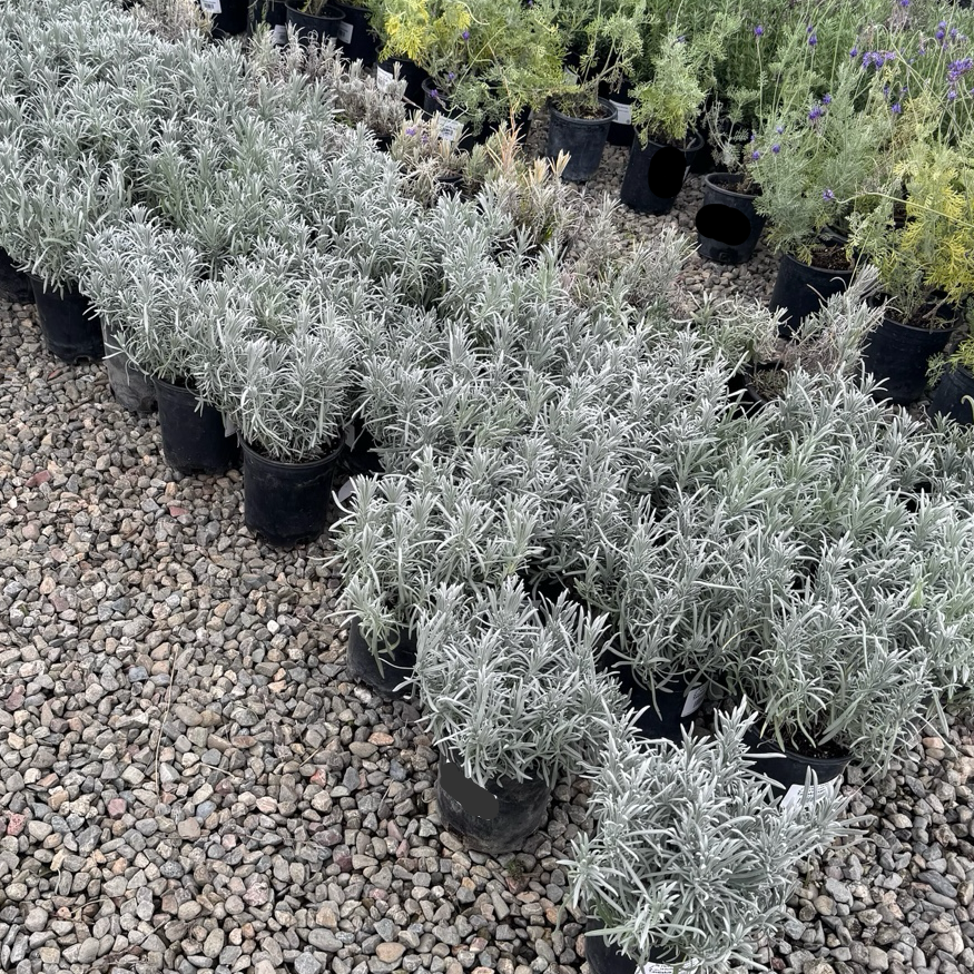 Row of potted English Lavender (Lavandula angustifolia), often referred to as Common Lavender or True Lavender on a gravel surface