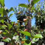 English Morello Sour Cherry