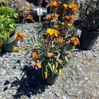 Erysistible Fire Wallflower