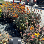Erysistible Fire Wallflower