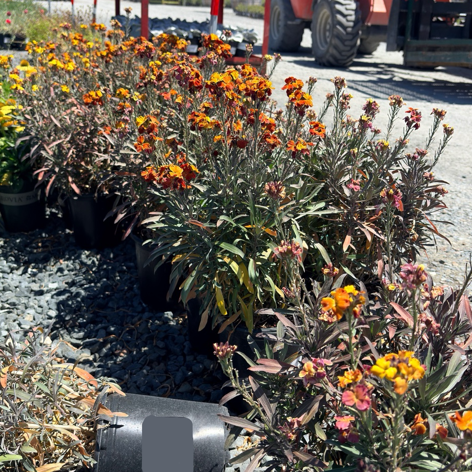 Erysistible Fire Wallflower