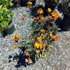 Erysistible Fire Wallflower