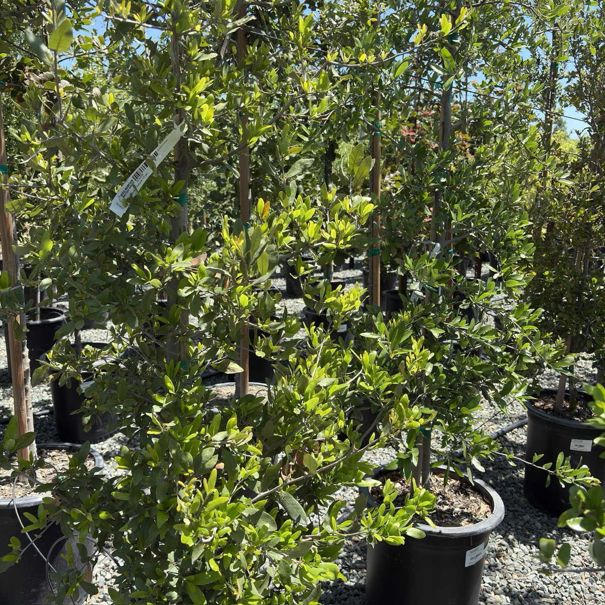 Escarpment Live Oak