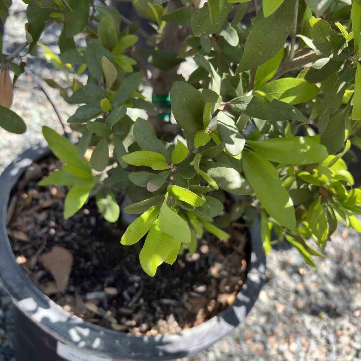 Escarpment Live Oak