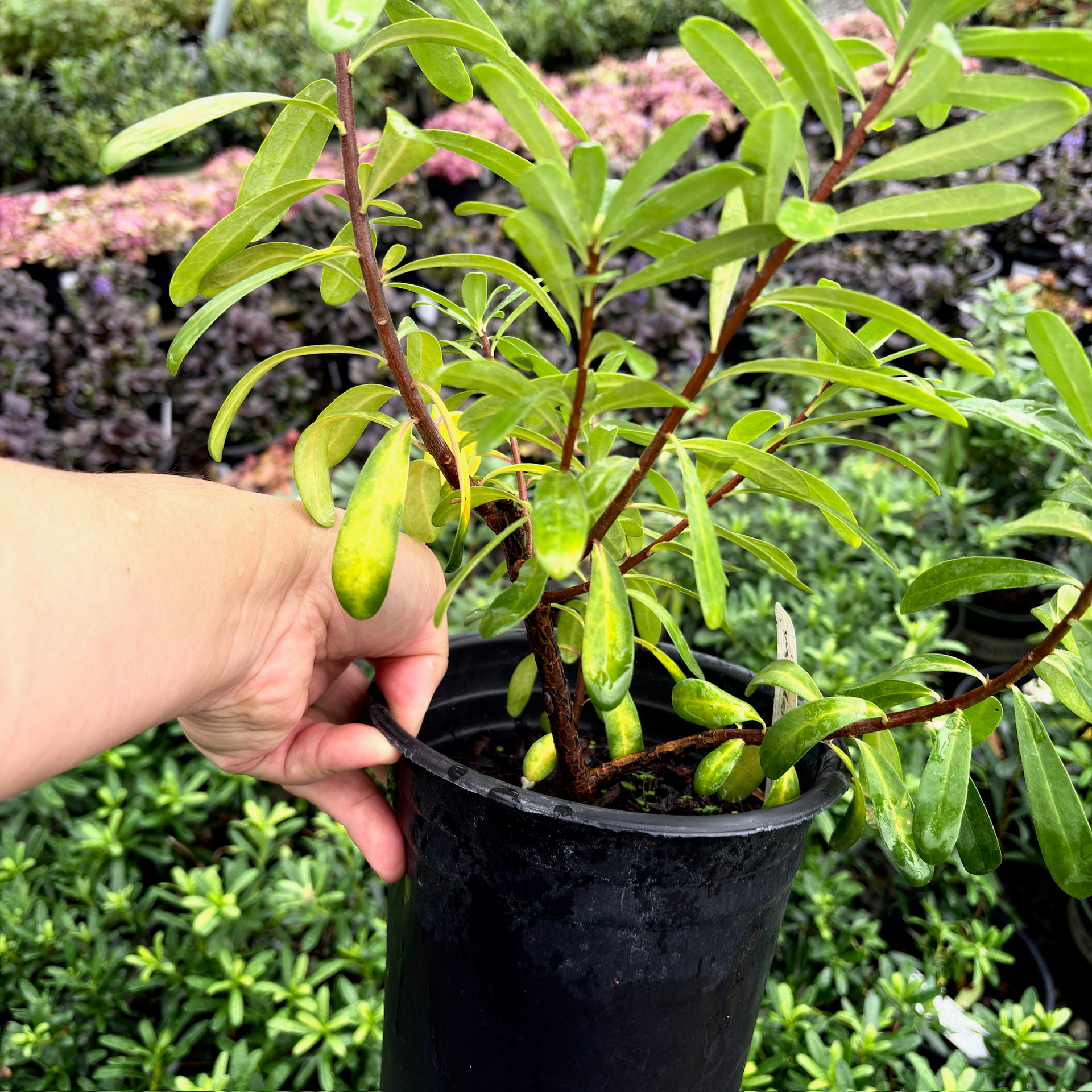 芳香瑞香花| 香气浓郁白色花朵| 常绿灌木，耐阴| 适合作为窗前、天井或