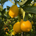 Eureka Lemon