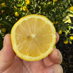 Eureka Lemon