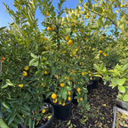 Eureka Lemon