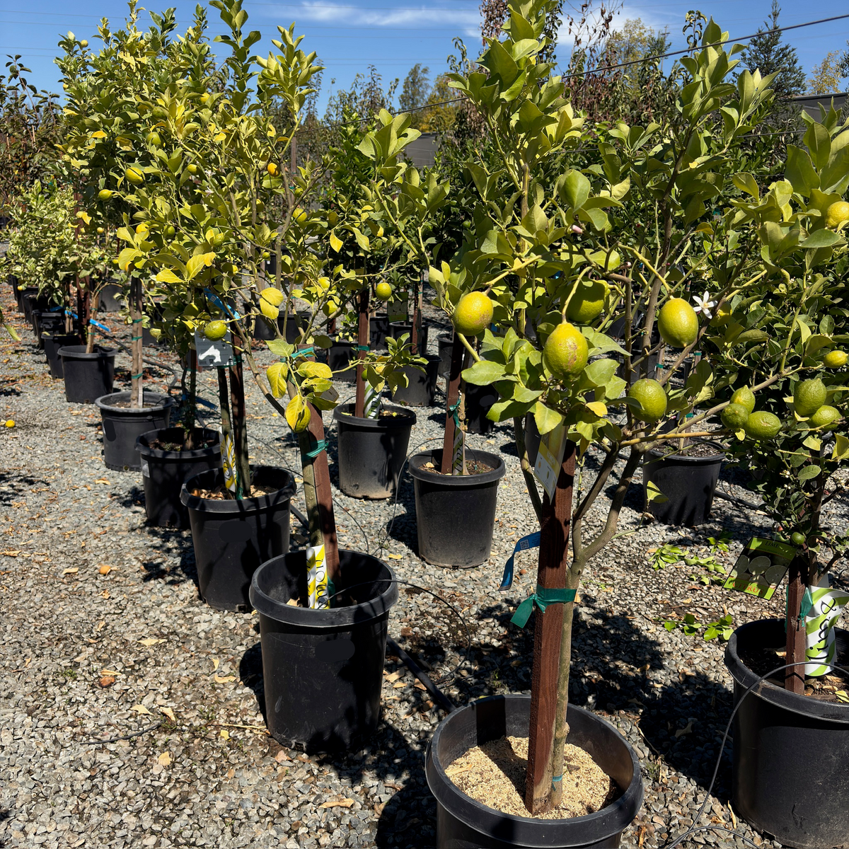 Eureka Lemon