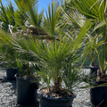 European Fan Palm