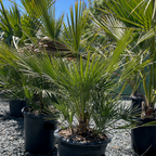 European Fan Palm