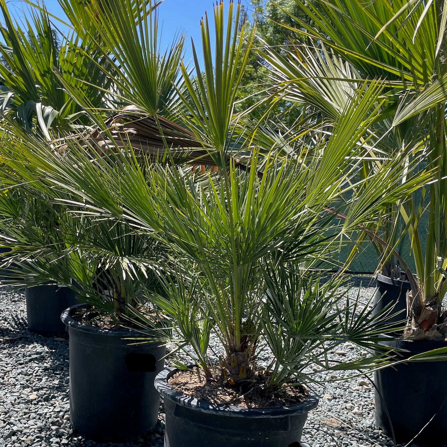 European Fan Palm