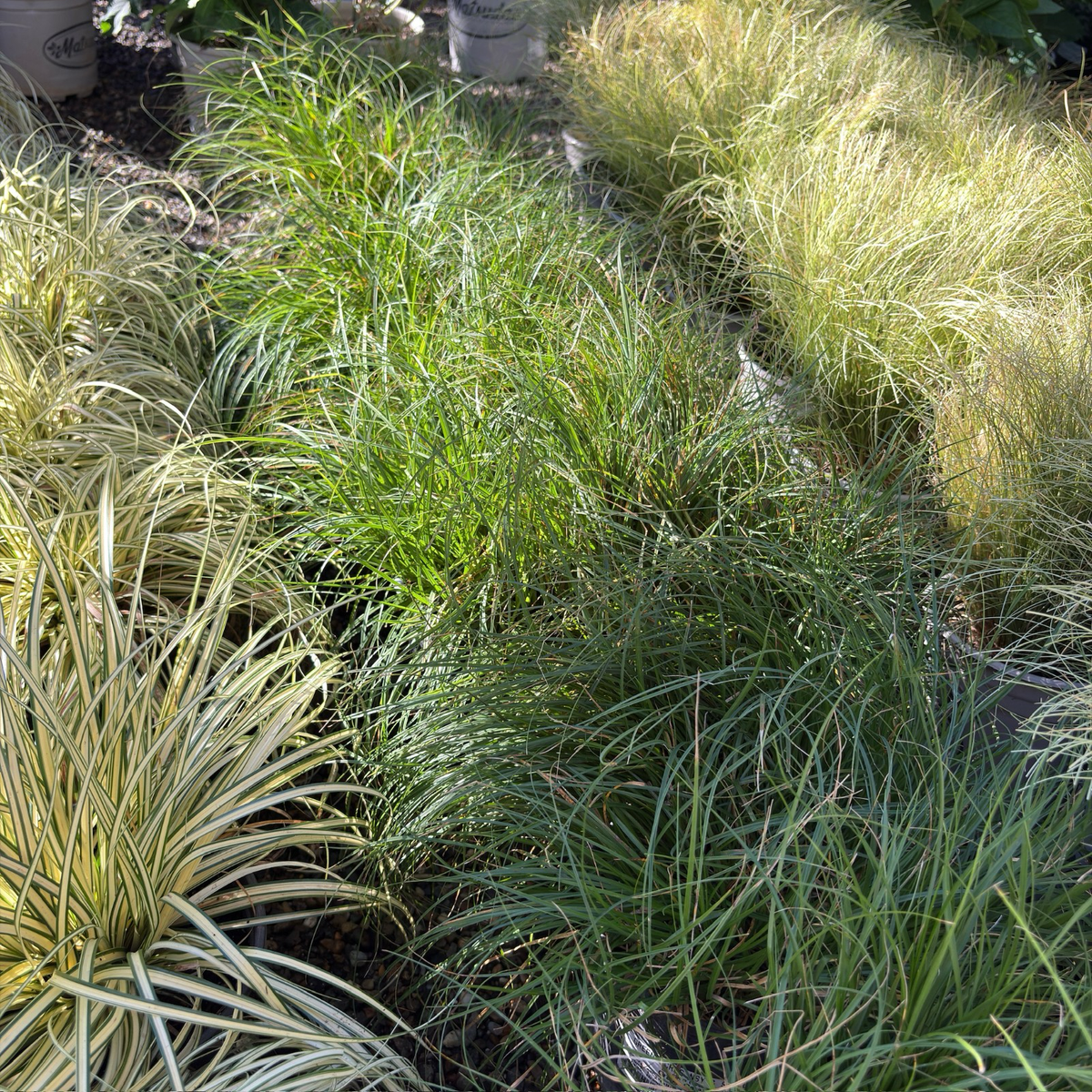 European Grey Sedg