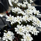 Close-up of Evergreen Candytuft with a blurred background