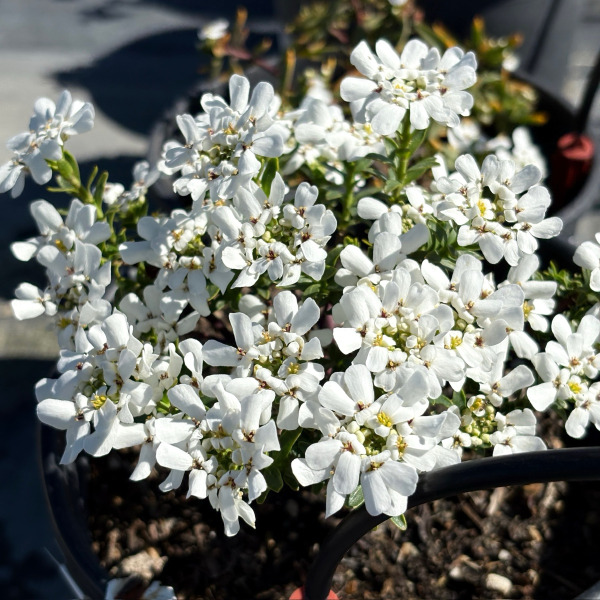 Potted Iberis sempervirens plant with white flowers and green leaves