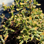 Close-up of an Iberis sempervirens plant with green leaves and small white flowers.
