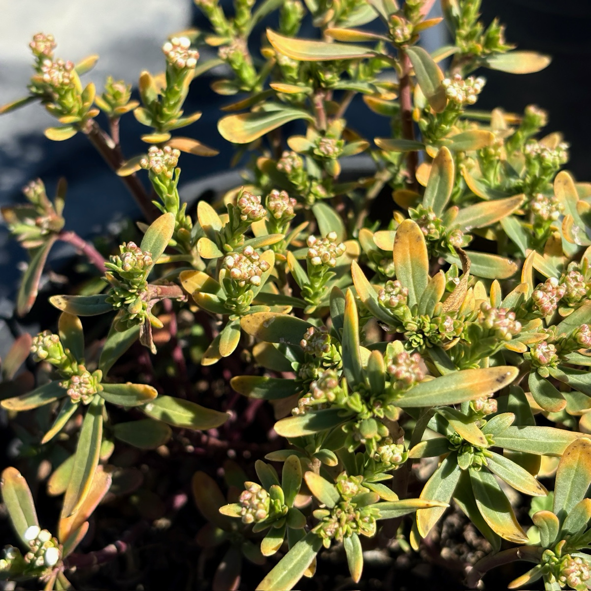 Close-up of an Iberis sempervirens plant with green leaves and small white flowers.