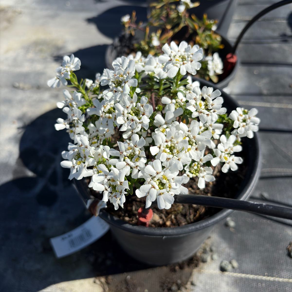 常绿屈曲花| 纯白四瓣花| 岩石花园、花境镶边| 低矮常绿多年生植物