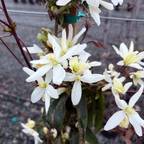 Evergreen Clematis flowers with green leaves on a blurred background
