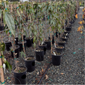 Row of potted Evergreen Clematis plants in a nursery setting
