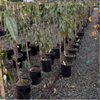 Row of potted Evergreen Clematis plants in a nursery setting