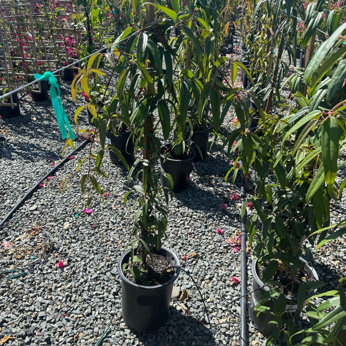 Evergreen Clematis