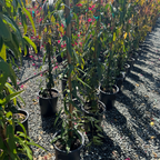 Evergreen Clematis