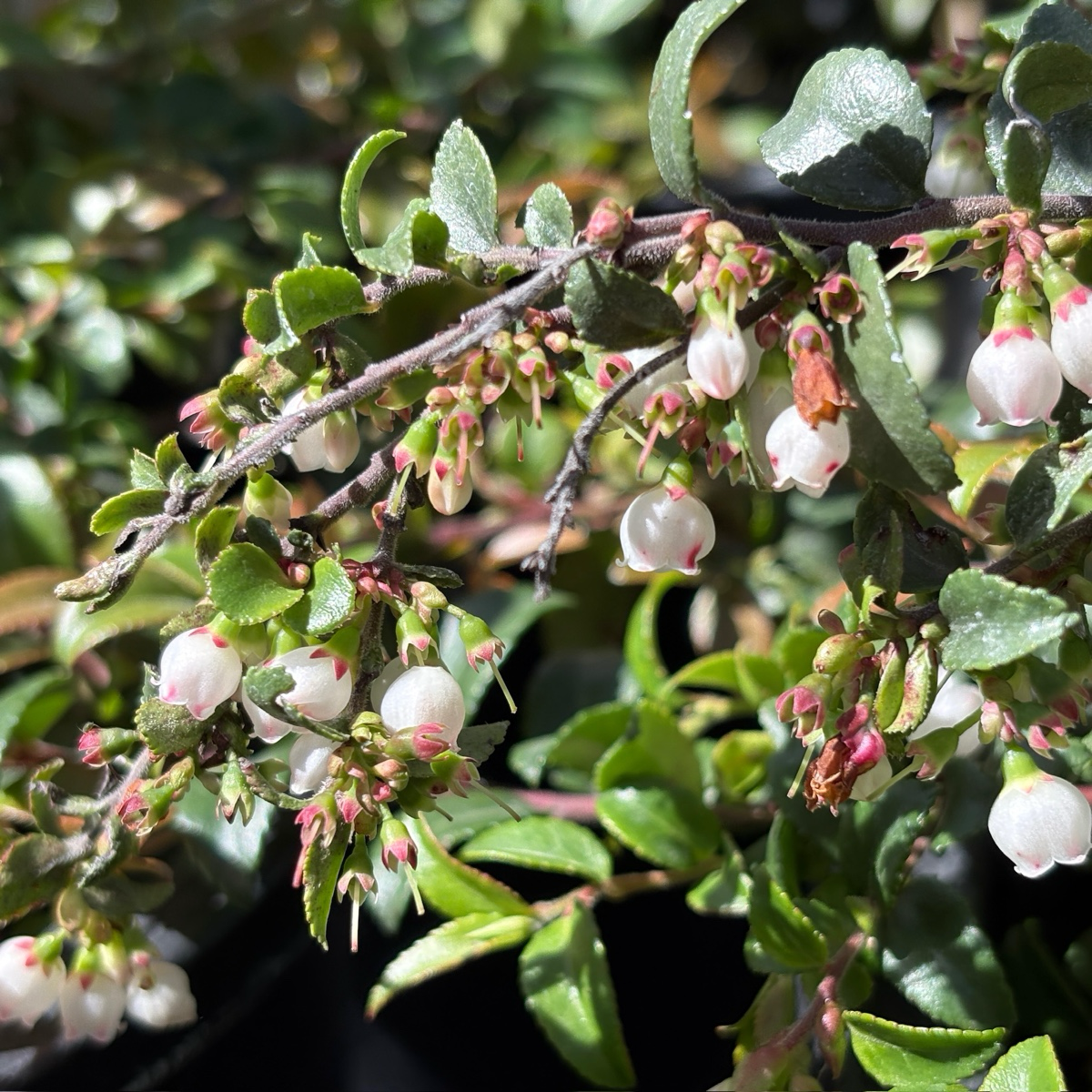 Close-up of an Evergreen California Huckleberry  with white flowers and green leaves