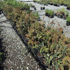 Row of potted Evergreen Huckleberry plants on a gravel surface