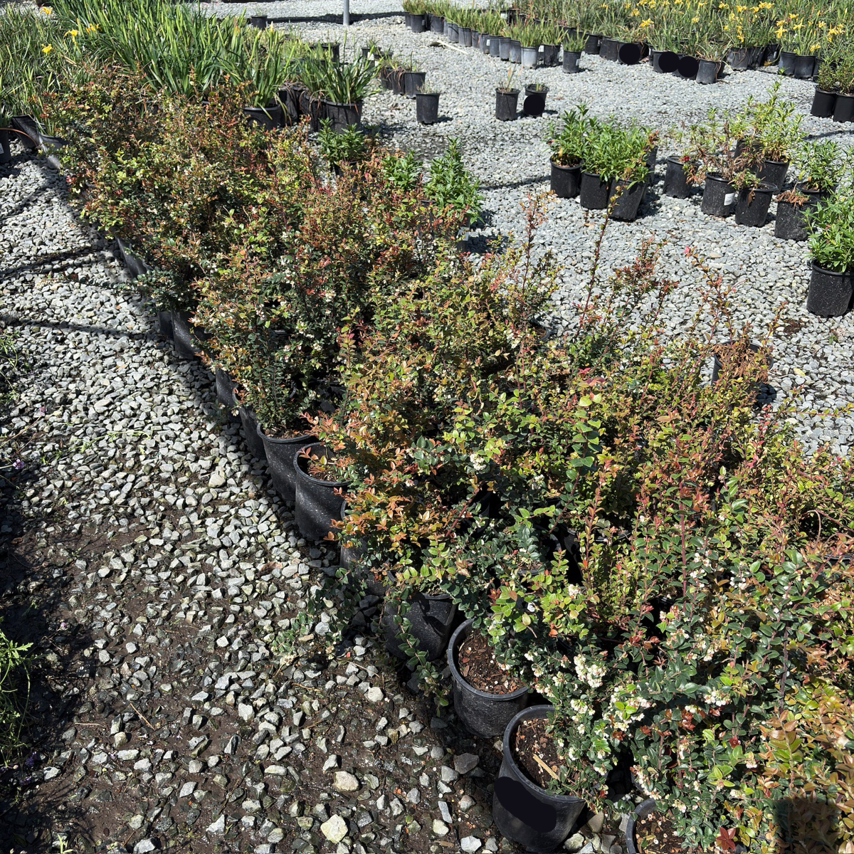 Row of potted Evergreen Huckleberry plants on a gravel surface